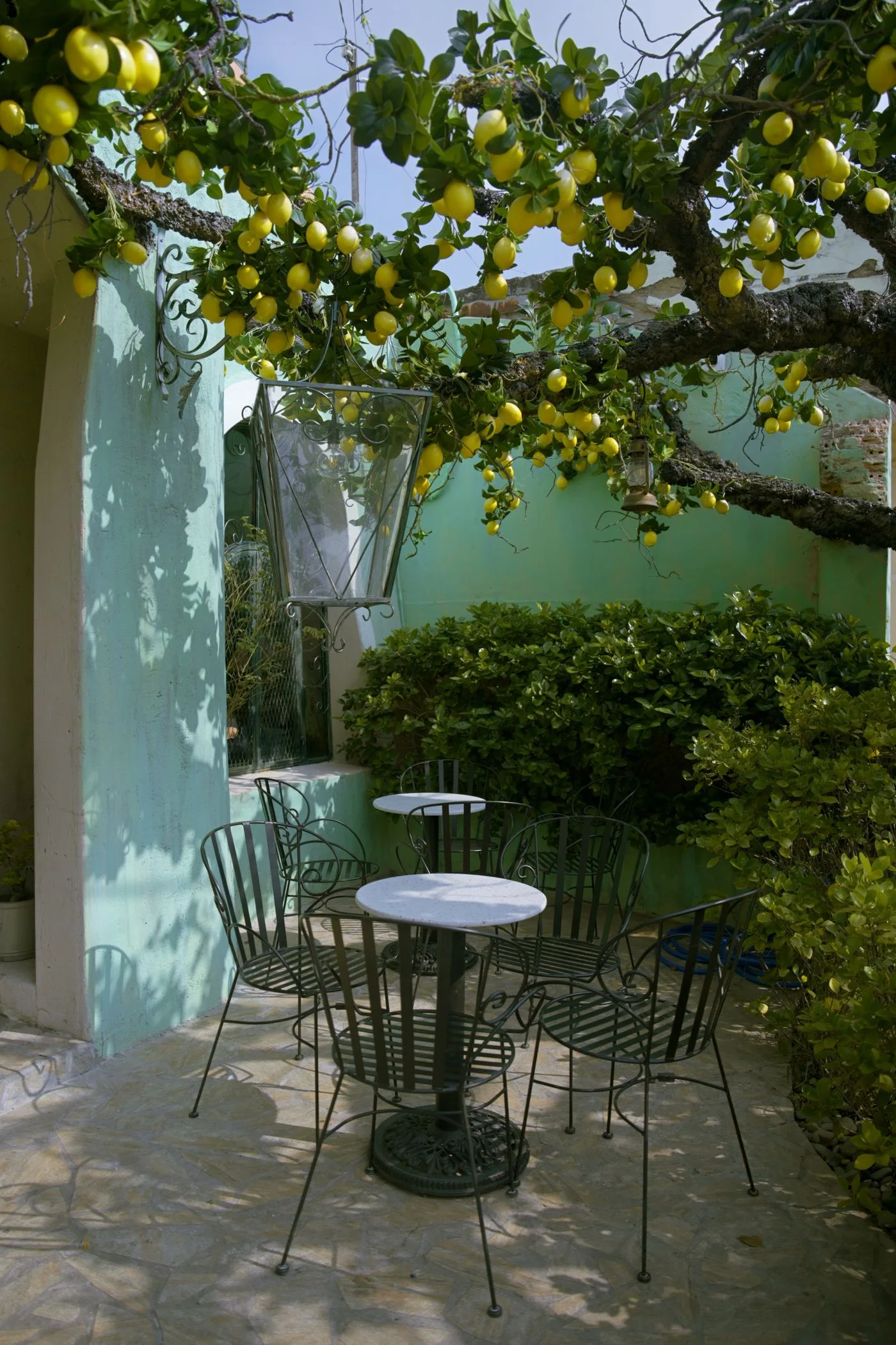 A quiet patio shaded by a lemon tree