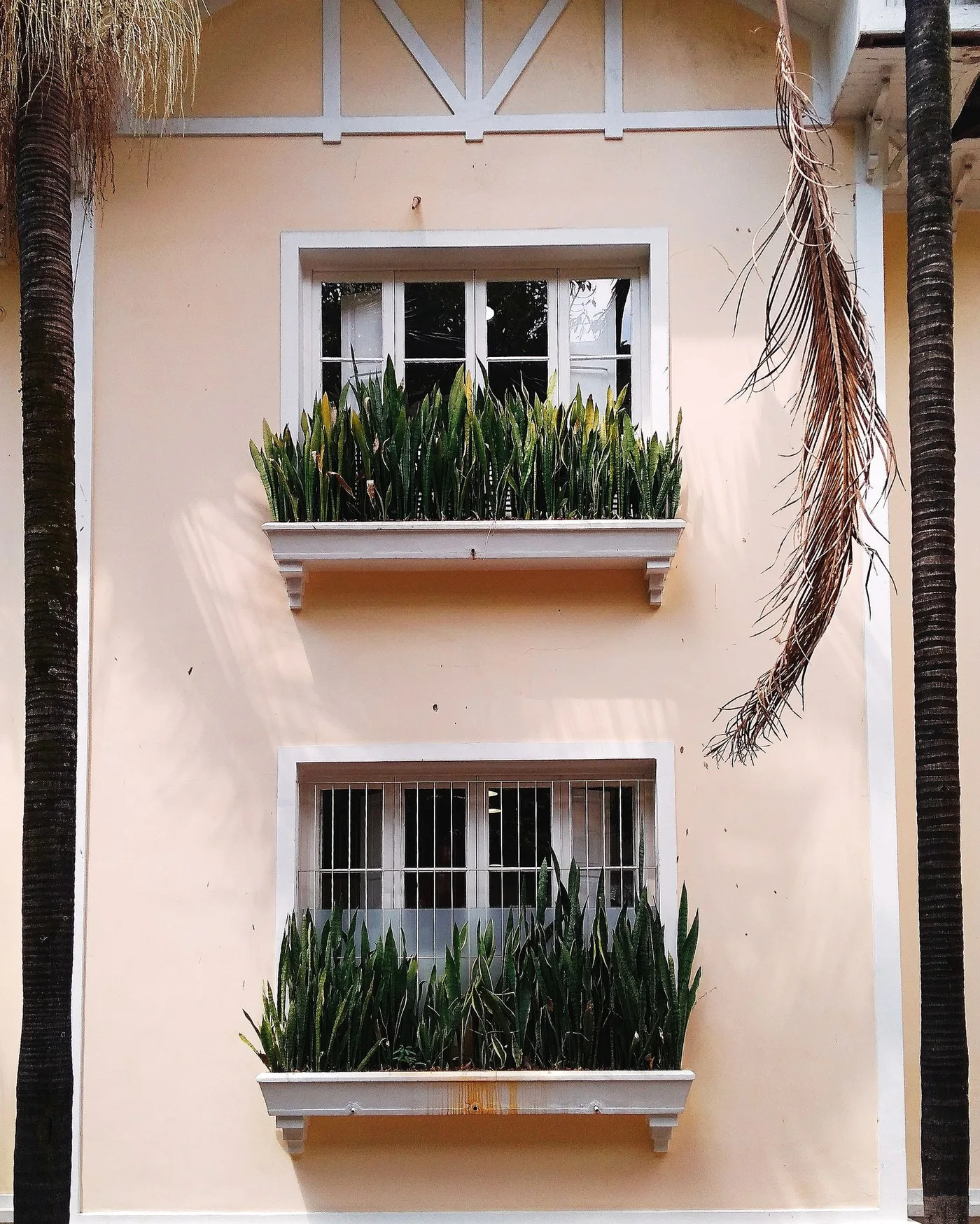Window frames and planting along a house exterior